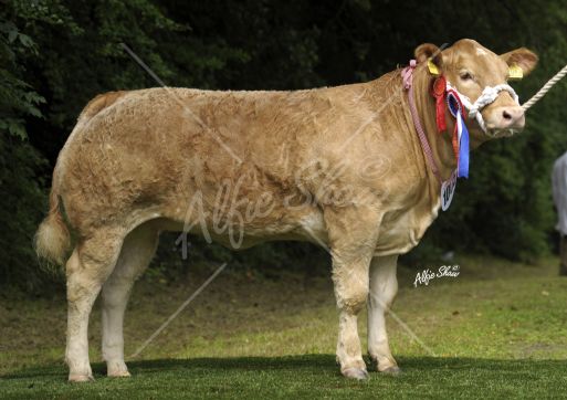 Bushmills Lady - Alexander & McAfee Bushmills Lady - Alexander & McAfee